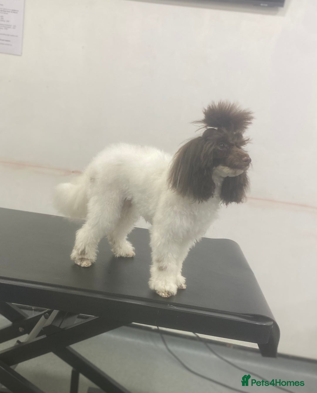 Toy Poodle dogs for stud: RICK JAMES choc parti toy poodle for stud  - Image 3
