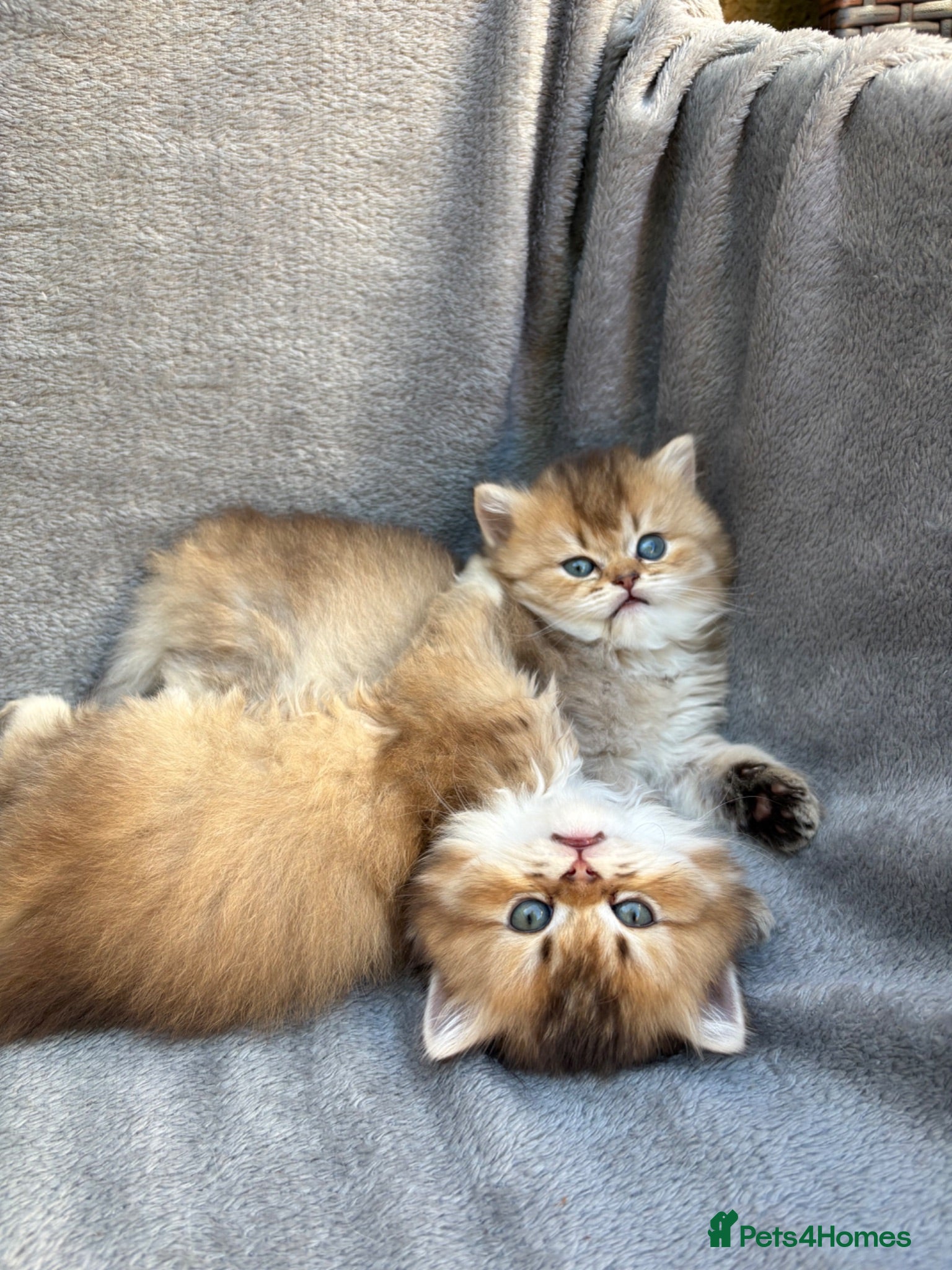 British Shorthair cats ✨Pedigree British shorthair/ longhair golden lilac - Advert 2