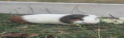 Guinea Pig rodents for sale: Guinea pigs looking for forever homes  - Advert 3