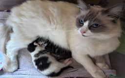 Mixed Breed cats for sale: Male Ragdoll/ Norwegian Forest cross kittens - Image 10