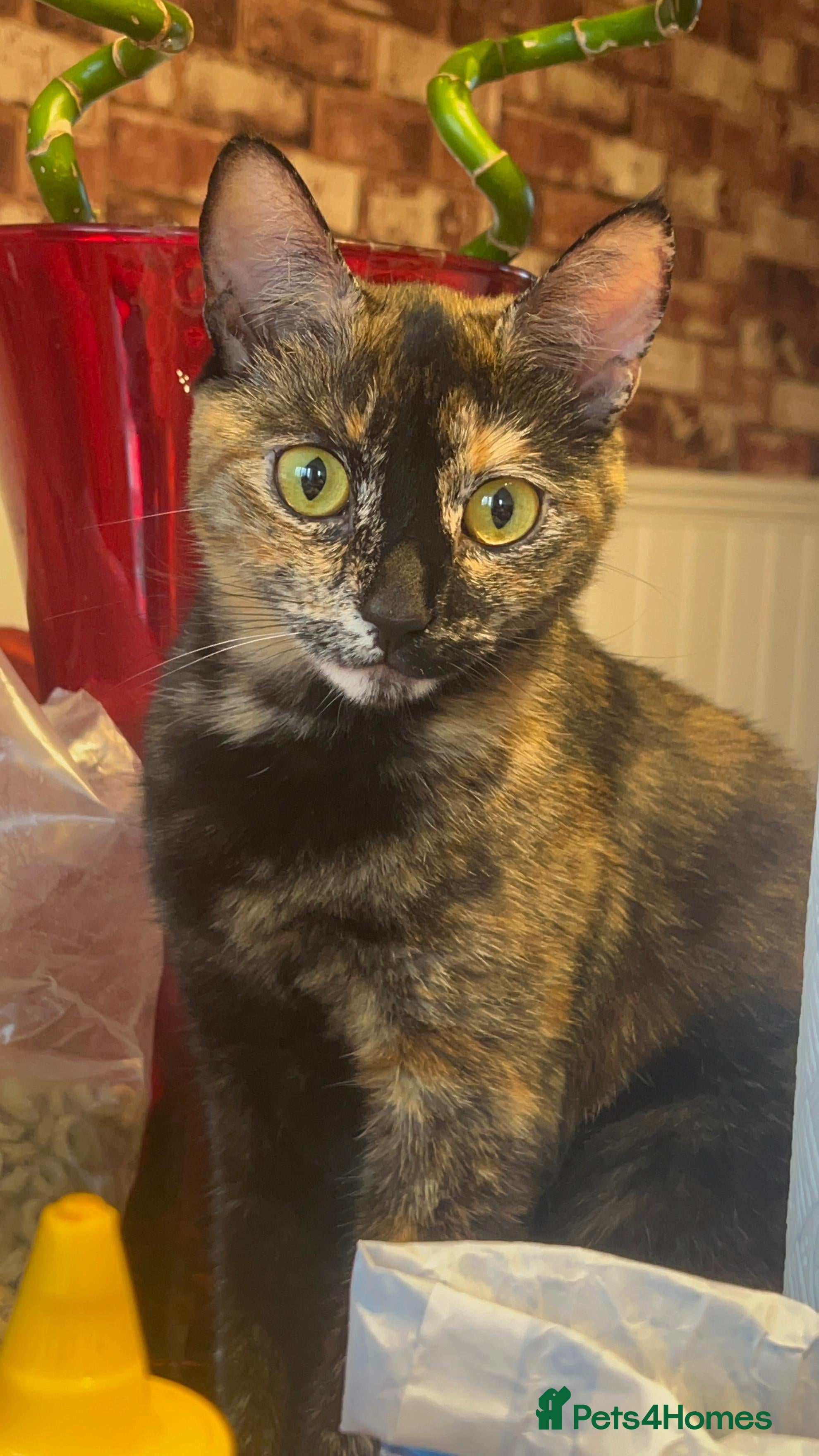 British Shorthair cats Adorable Kittens Looking for Their Forever Homes - Advert 3