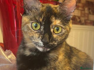 British Shorthair cats Adorable Kittens Looking for Their Forever Homes - Advert 7