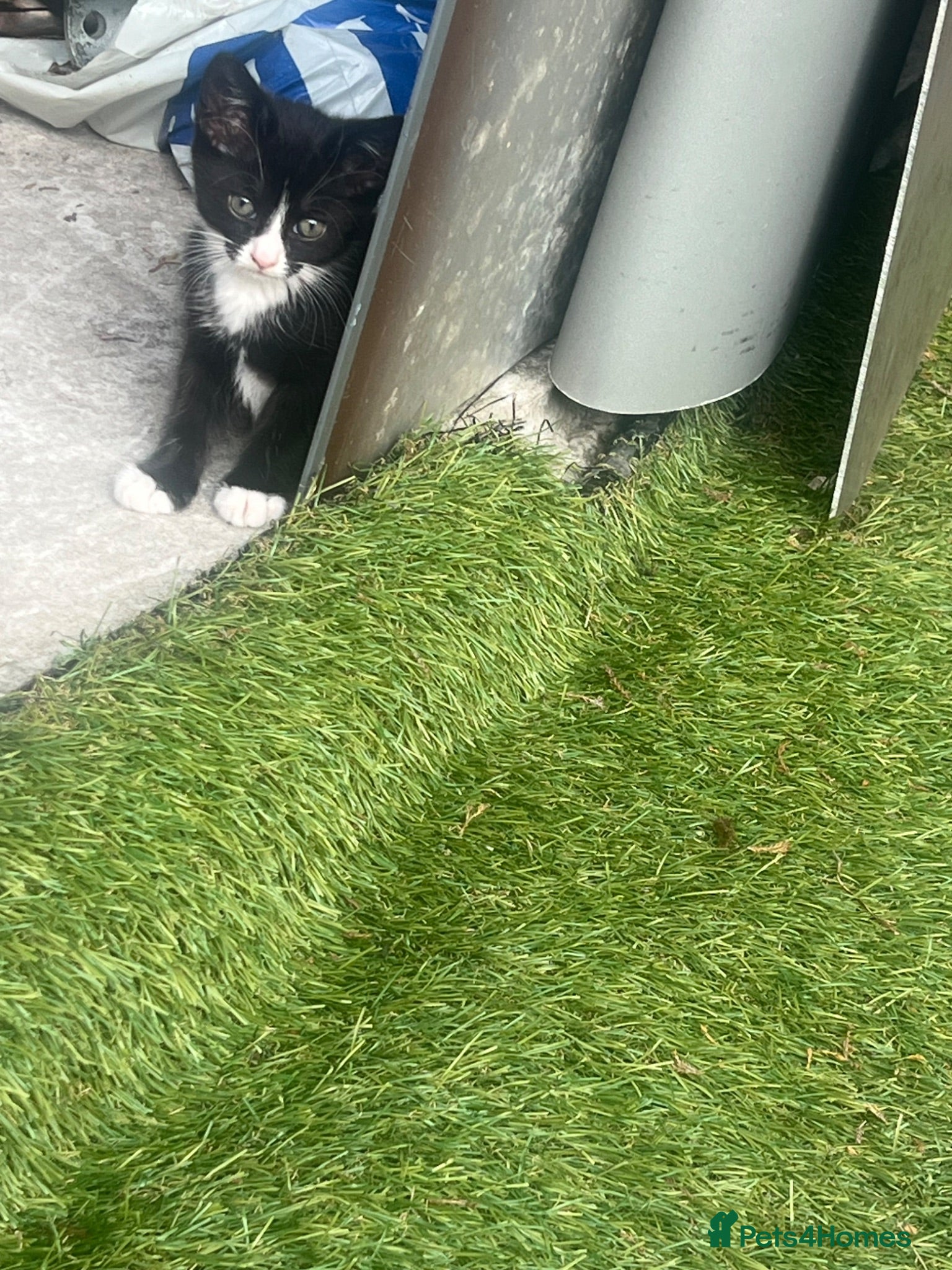 Mixed Breed cats Cats for sales  - Advert 1