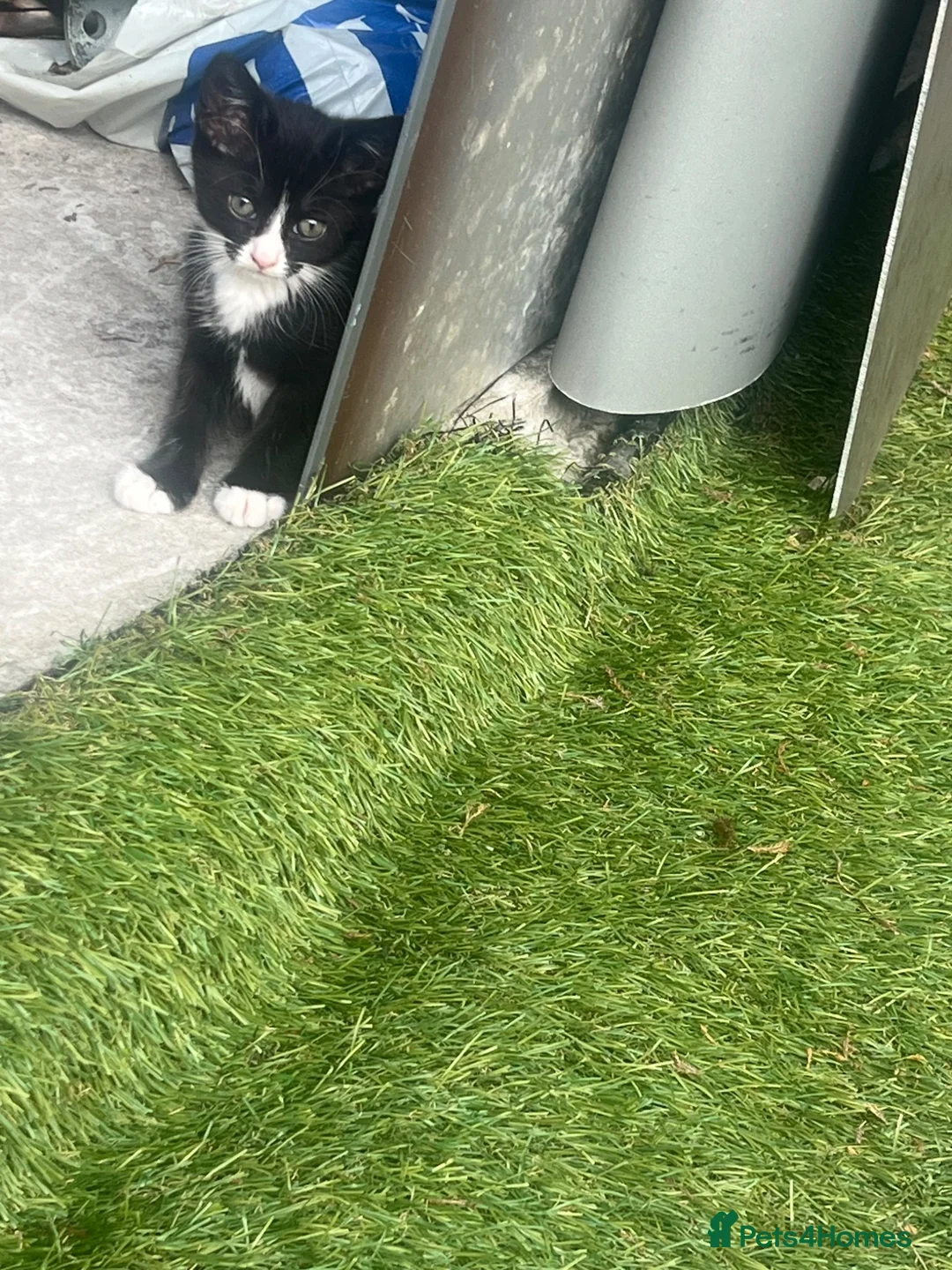 Mixed Breed cats for sale: Cats for sales  in Grays - Advert 1