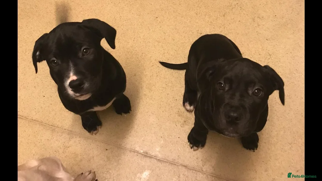 Mixed Breed dogs for sale: 3 Puppies left for Good homes  in London - Advert 2