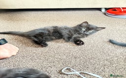 Mixed Breed cats for sale: Kittens  - Image 1