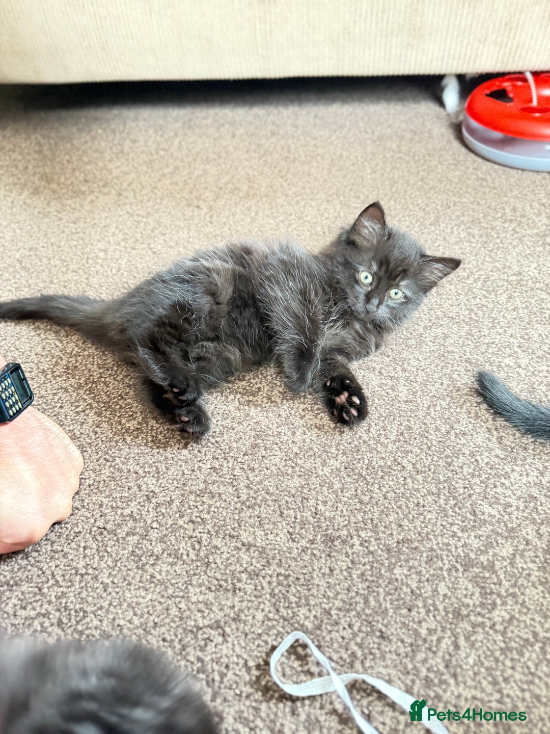 Mixed Breed cats for sale: Kittens  - Image 1
