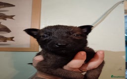Belgian Shepherd Dog dogs for sale: Stunning Belgian Mali Pups - Image 25