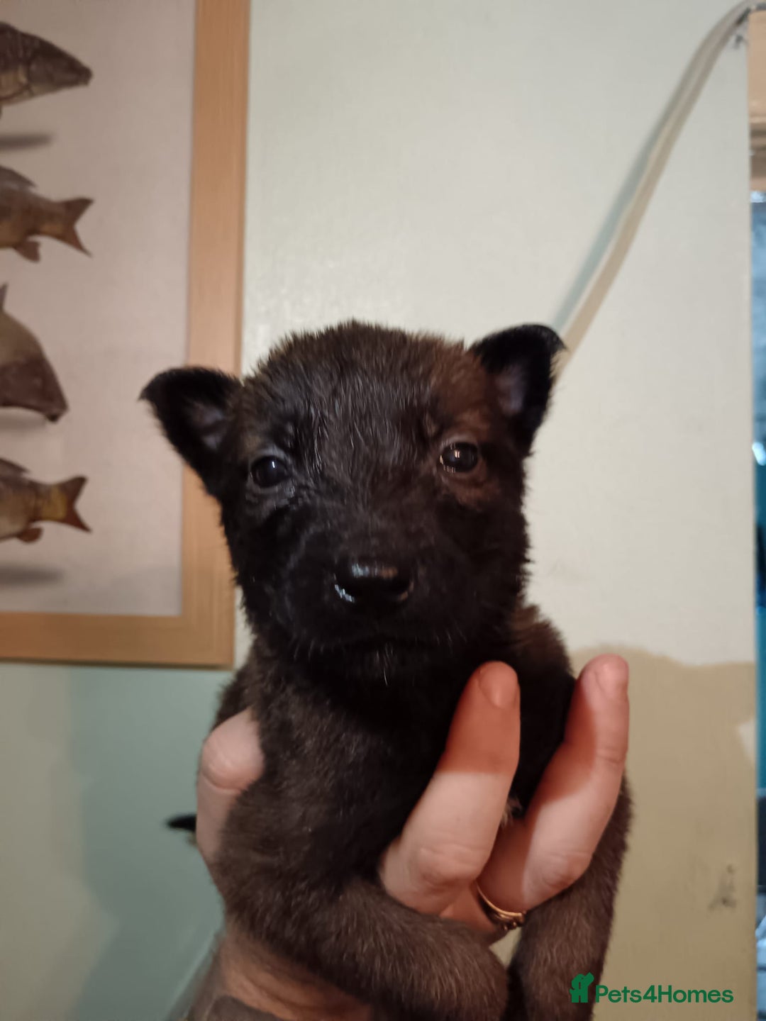Belgian Shepherd Dog dogs for sale: Stunning Belgian Mali Pups - Image 25