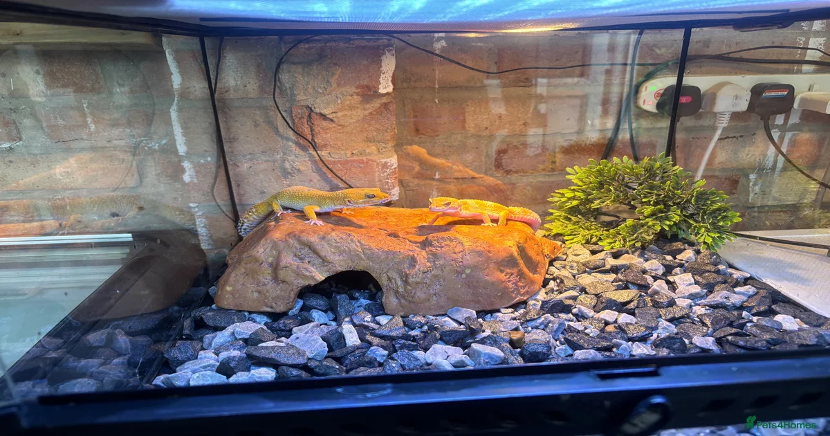 Leopard Gecko Reptiles for sale in Erith, Greater London | Pets4Homes