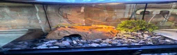 Leopard Gecko reptiles for sale: 2 mature tangerine leopard geckos  in Hornchurch - Advert 1