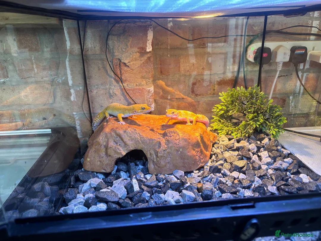 Leopard Gecko reptiles for sale: 2 mature tangerine leopard geckos  in Hornchurch - Advert 1