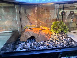 Leopard Gecko reptiles 2 mature tangerine leopard geckos - Advert 1
