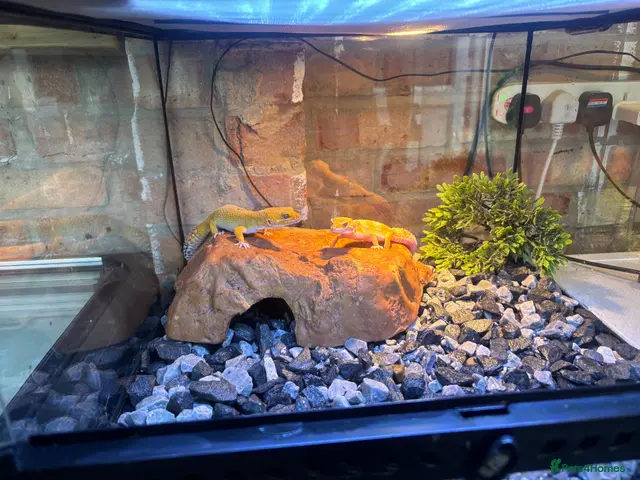 Leopard Gecko reptiles 2 mature tangerine leopard geckos - Advert 1
