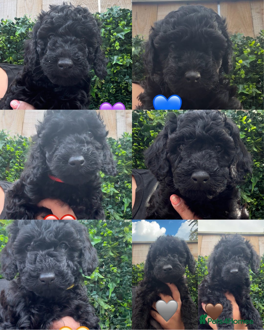Labradoodle dogs for sale: F1bb labradoodle puppies black curly coat 🧬 clear - Image 1