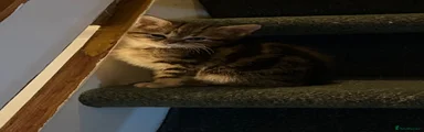 Domestic Shorthair 2