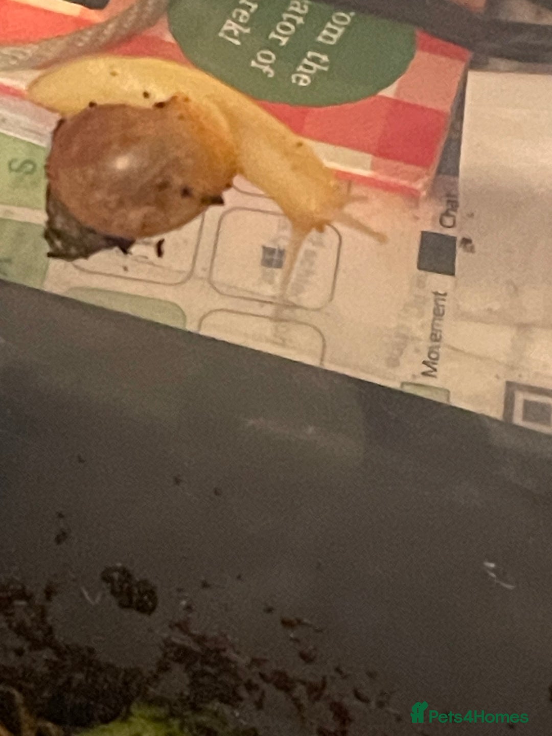 Snails invertebrates for sale: Giant African land snails  - Image 3
