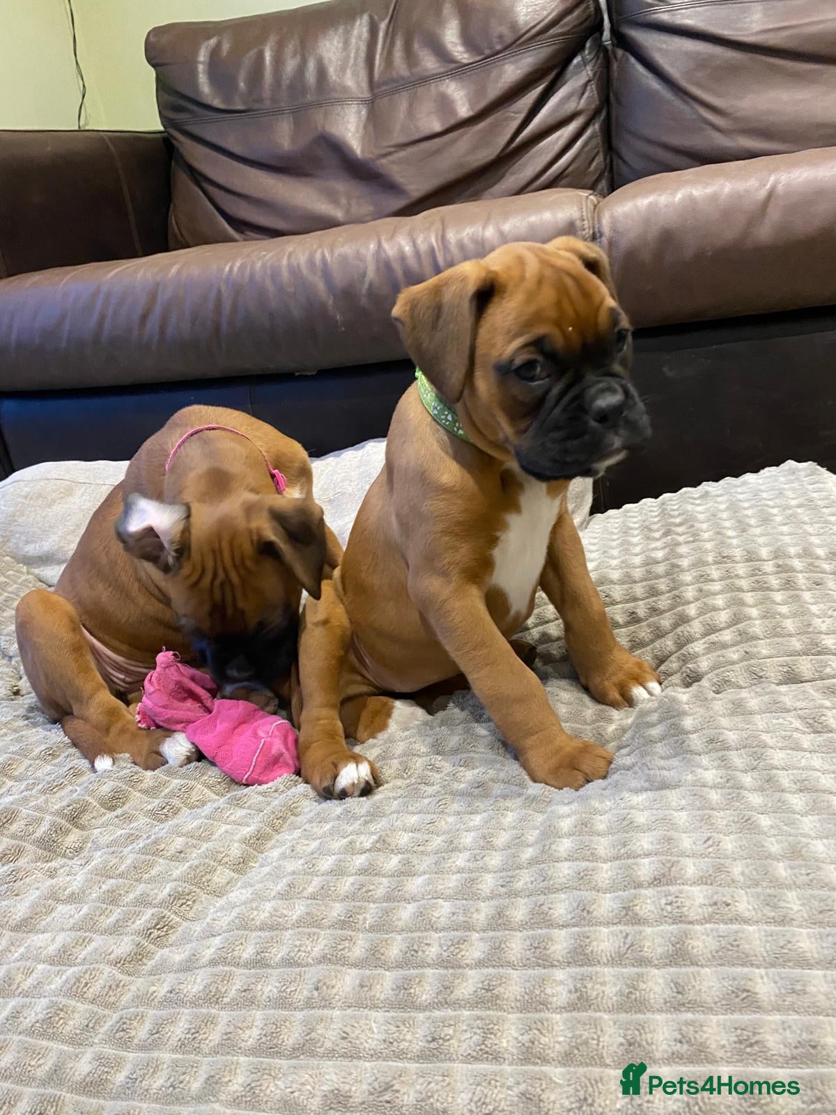 Boxer dogs Boxer puppies kc registered 5 star licence  - Advert 4