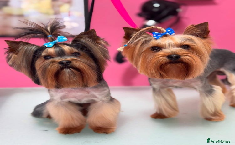 Yorkshire Terrier dogs in Hornchurch - Advert 1