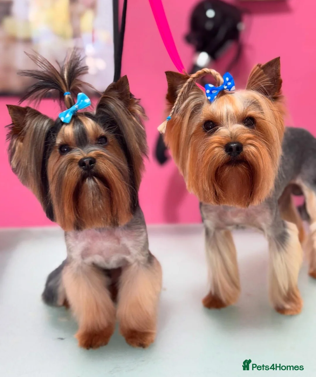 Yorkshire Terrier dogs for stud: Beautiful Yorkshire terrier  in Hornchurch - Advert 2