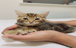 Mixed Breed cats for sale: Kittens ready to go - Image 1