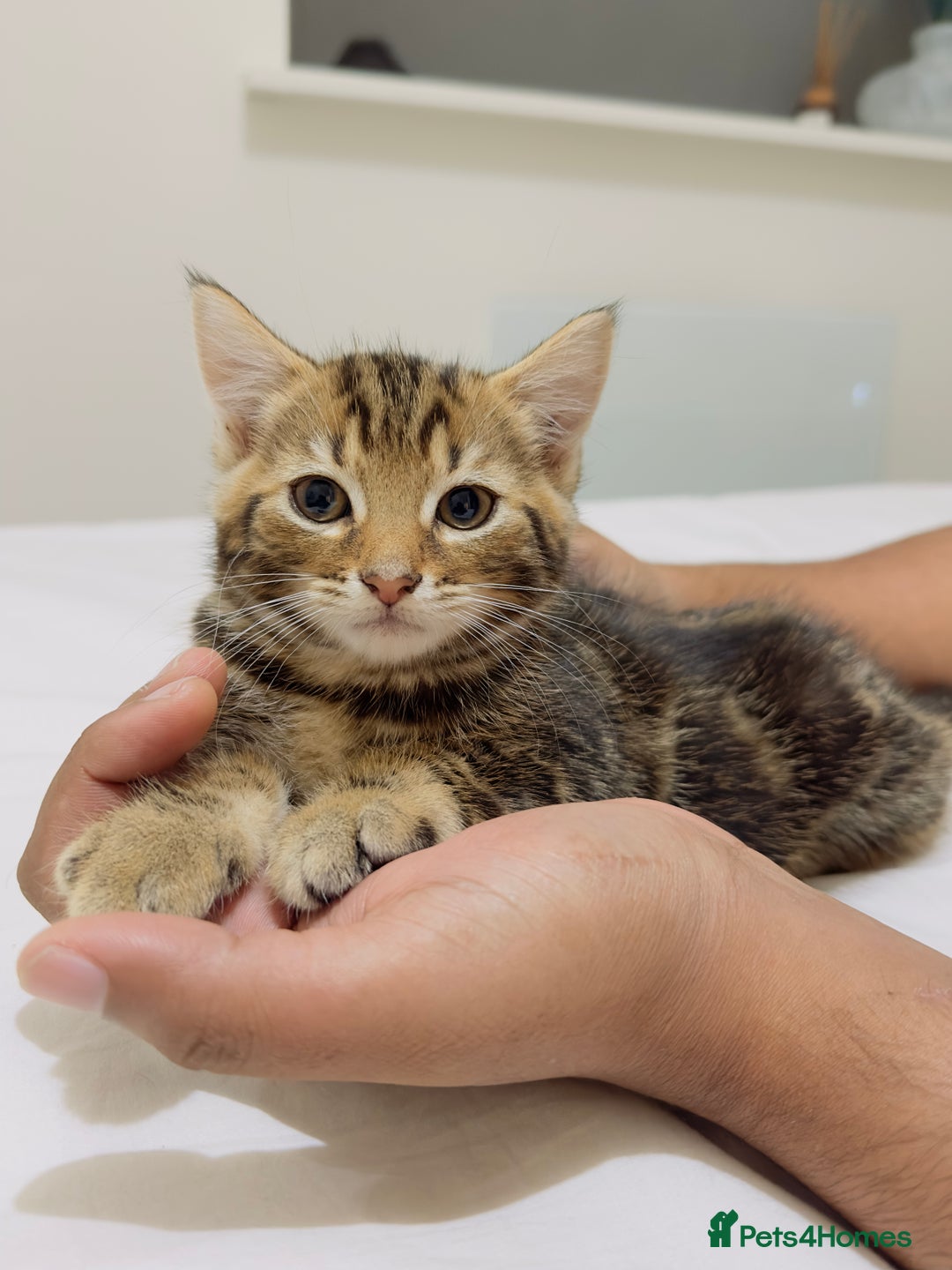 Mixed Breed cats for sale: Kittens ready to go - Image 1