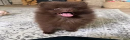 Pomeranian dogs for sale: CHAMPION LINES KC POMERANIAN PUPPIES  - Advert 8