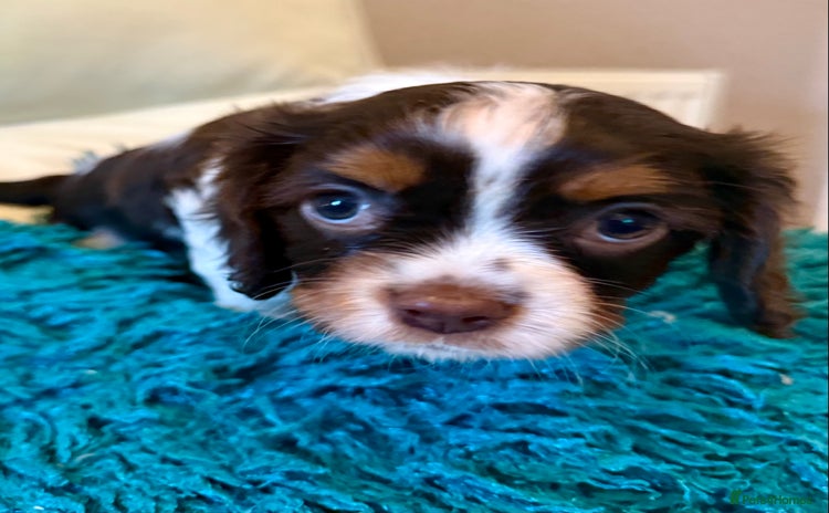 Cavalier King Charles Spaniel dogs Cavalier King Charles carries of Chocolate Gene - Advert 1