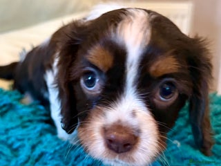 Cavalier King Charles Spaniel dogs for sale: Cavalier King Charles carries of Chocolate Gene - Advert 1