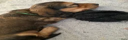 Miniature Dachshund dogs for sale: 6 miniature longhaired dachshund -  - Advert 6