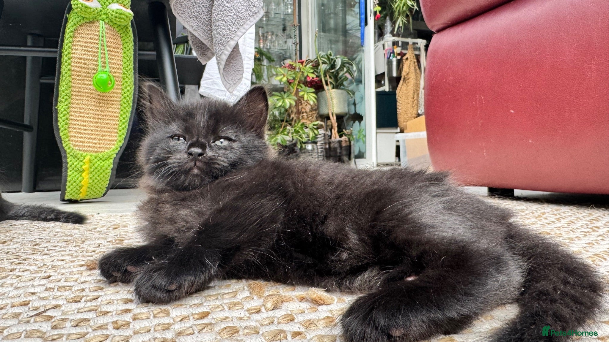 Mixed Breed cats Stunning kittens 🐈‍⬛  - Advert 2