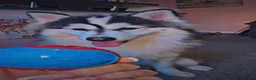 Pomsky dogs for stud: POMSKY STUD RARE BLUE💙 - Advert 6