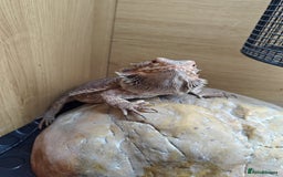 Bearded Dragon reptiles for sale: Bearded dragon+full setup  - Advert 1