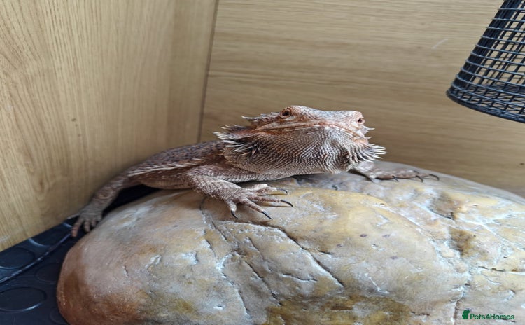 Bearded Dragon reptiles Bearded dragon+full setup  - Advert 2