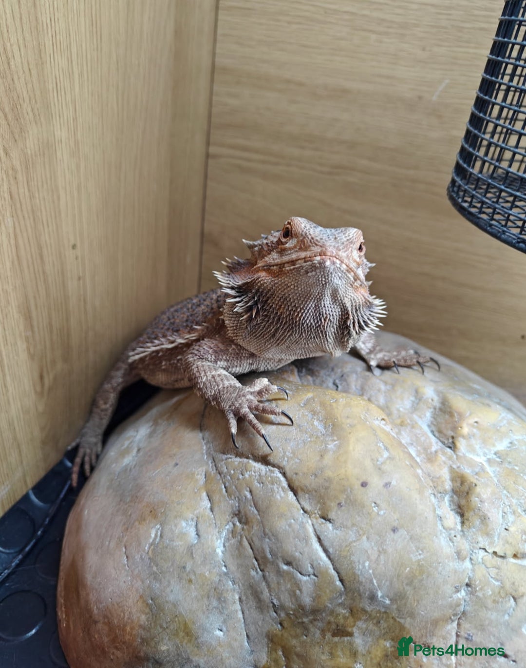 Bearded Dragon reptiles for sale: Bearded dragon+full setup  - Advert 1