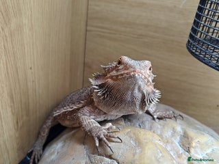 Bearded Dragon reptiles Bearded dragon+full setup - Advert 13