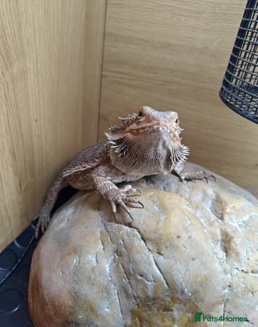 Bearded Dragon reptiles Bearded dragon+full setup - Advert 1