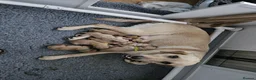 Labrador Retriever dogs for sale: Lovely Fox red and  Yellow Labrador puppies in Ringwood - Advert 10