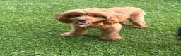 Cavapoo dogs for sale: Adorable F1 Cavapoo Boy 1 year Old - Advert 3