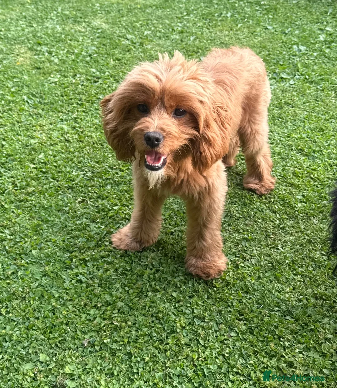 Cavapoo dogs for sale: Adorable F1 Cavapoo Boy 1 year Old - Advert 3