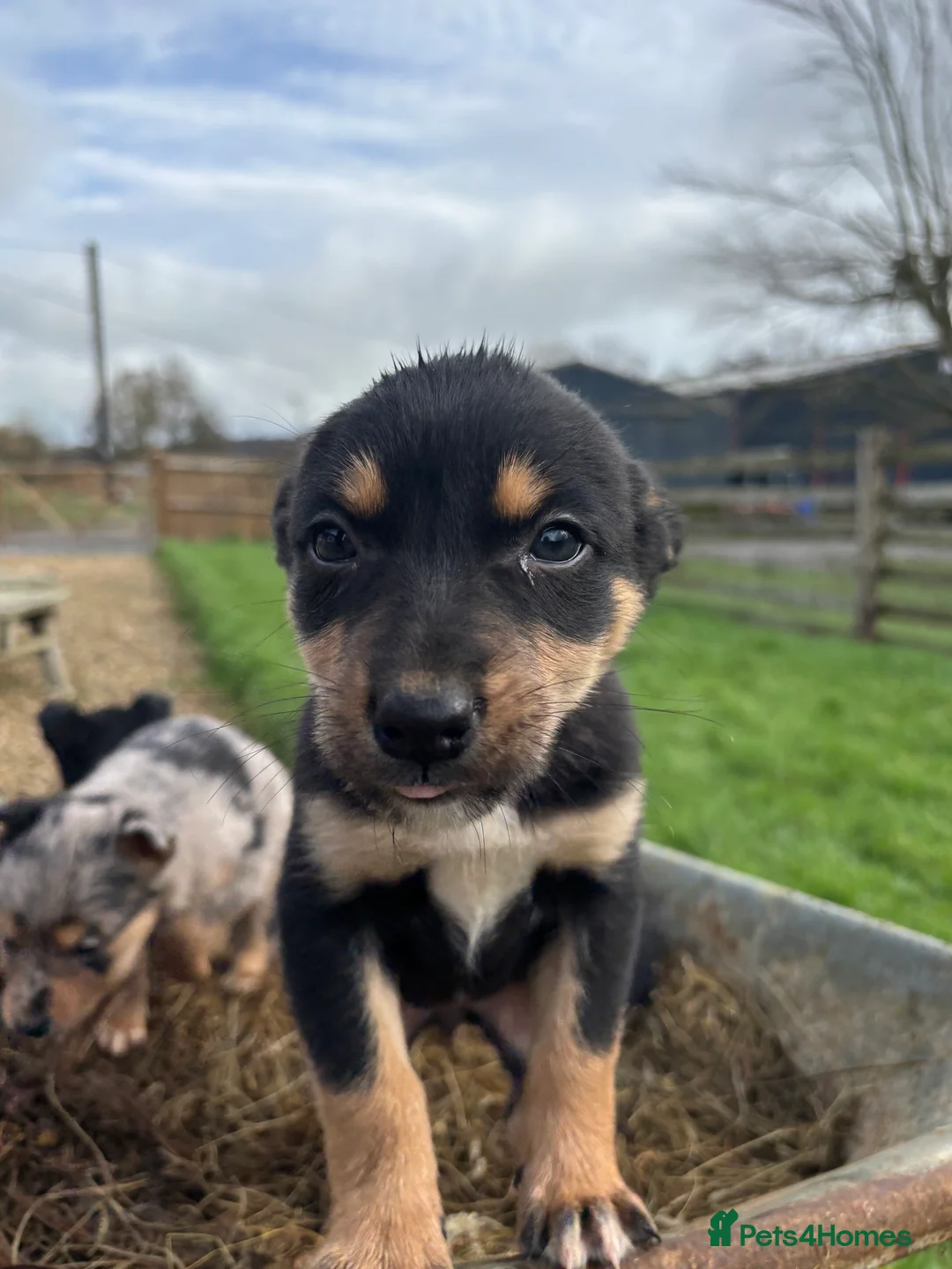 Mixed Breed dogs for sale: Puppies, Australian kelpie cross blue Merle  - Advert 9