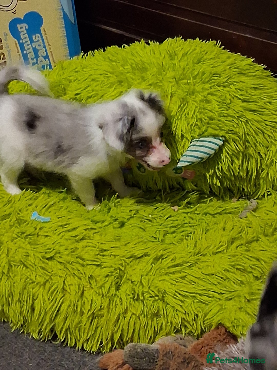 Mixed Breed dogs for sale: Papillon x collie - Image 21