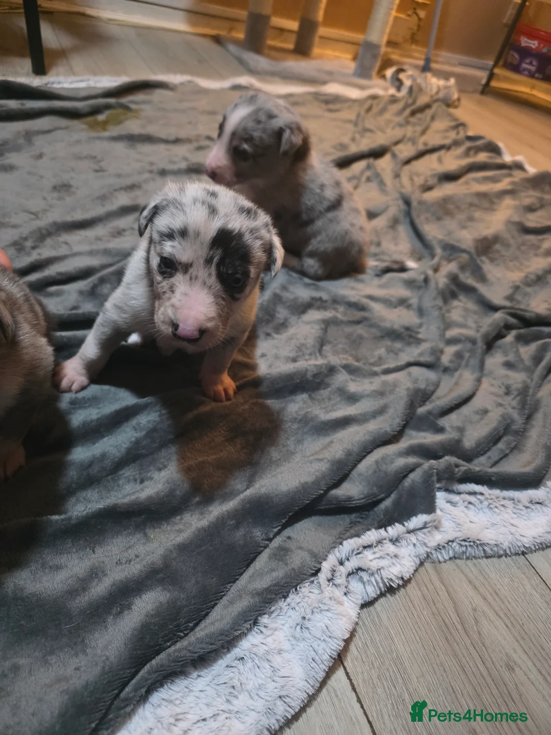 Mixed Breed dogs for sale: Gorgeous border collie cross puppies - Advert 7