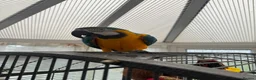 Parrots birds for sale: Bobi Macaw - Advert 2