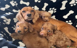 Cockapoo dogs for sale: Stunning Fox Red f1 cockapoo puppies  - Image 1