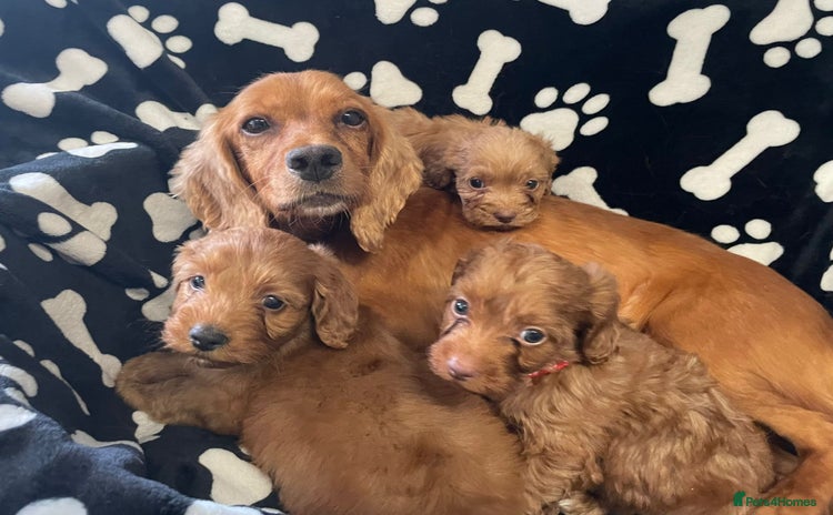 Cockapoo dogs - Advert 1