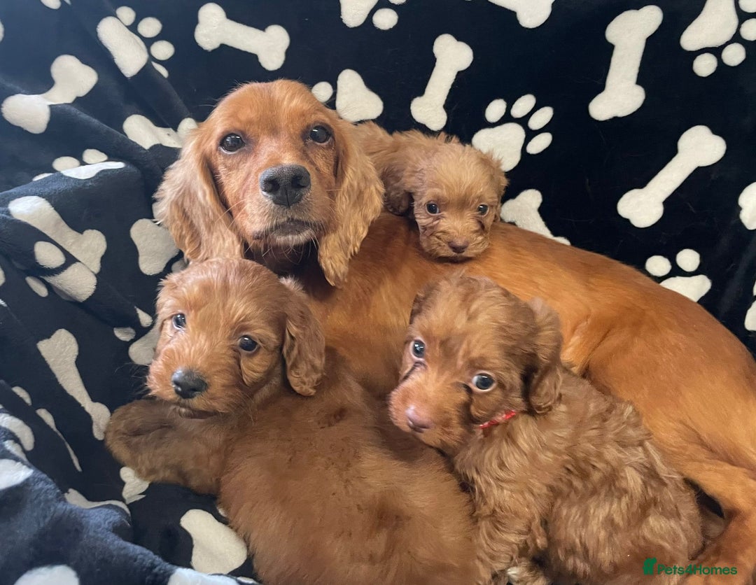 Cockapoo dogs for sale: Stunning Fox Red f1 cockapoo puppies  - Image 1
