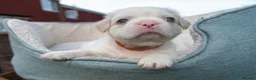 French Bulldog dogs for sale: RARE FLUFFY FRENCH BULLDOGS | 5KC REG | DNA CERT - Advert 15
