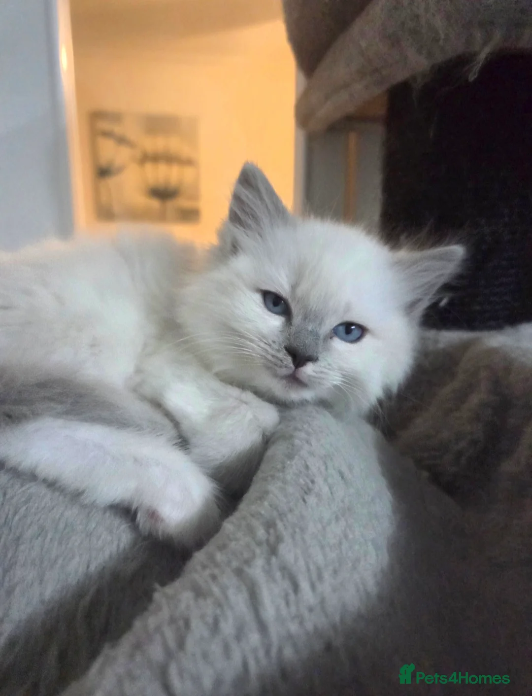 Ragdoll cats for stud: GCCF Lilac Point Ragdoll Stud Proven - Advert 8