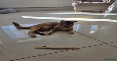 Mixed Breed cats - Advert 11